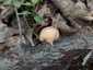 Sugaras likacsosgomba (Neofavolus alveolaris), Budai-hegység